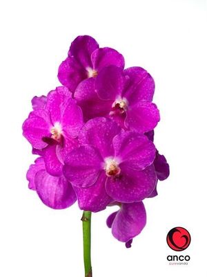 ORCHID. VANDA BRIGHT PINK .X16